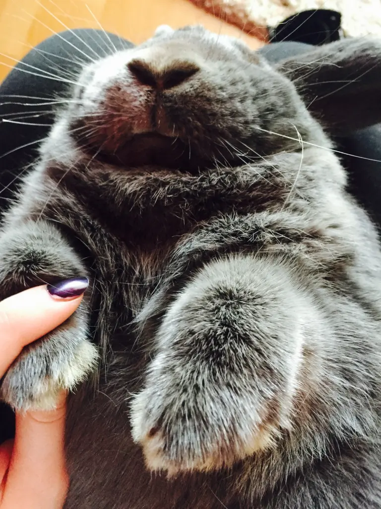 Image from Totoro