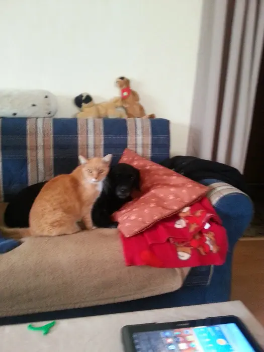 Image from Bobby