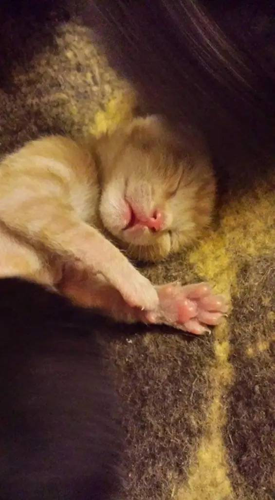 Image from Garfield