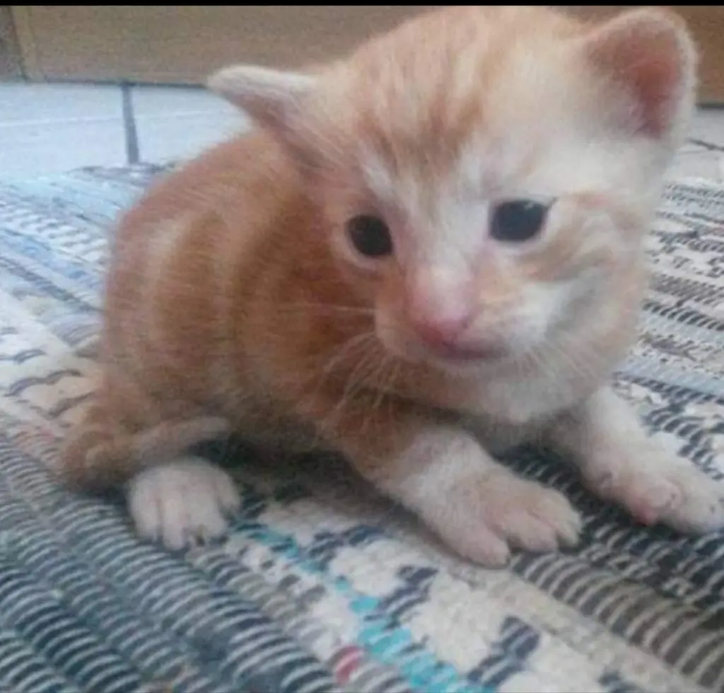 Image from Garfield