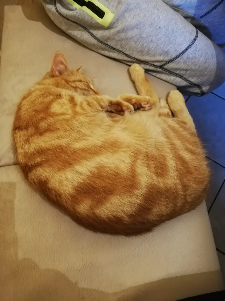 Image from Garfield