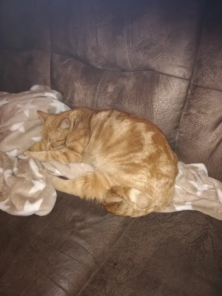 Image from Garfield