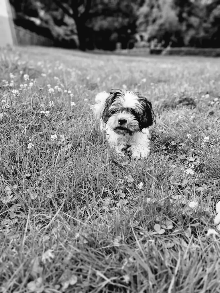 Image from Gismo