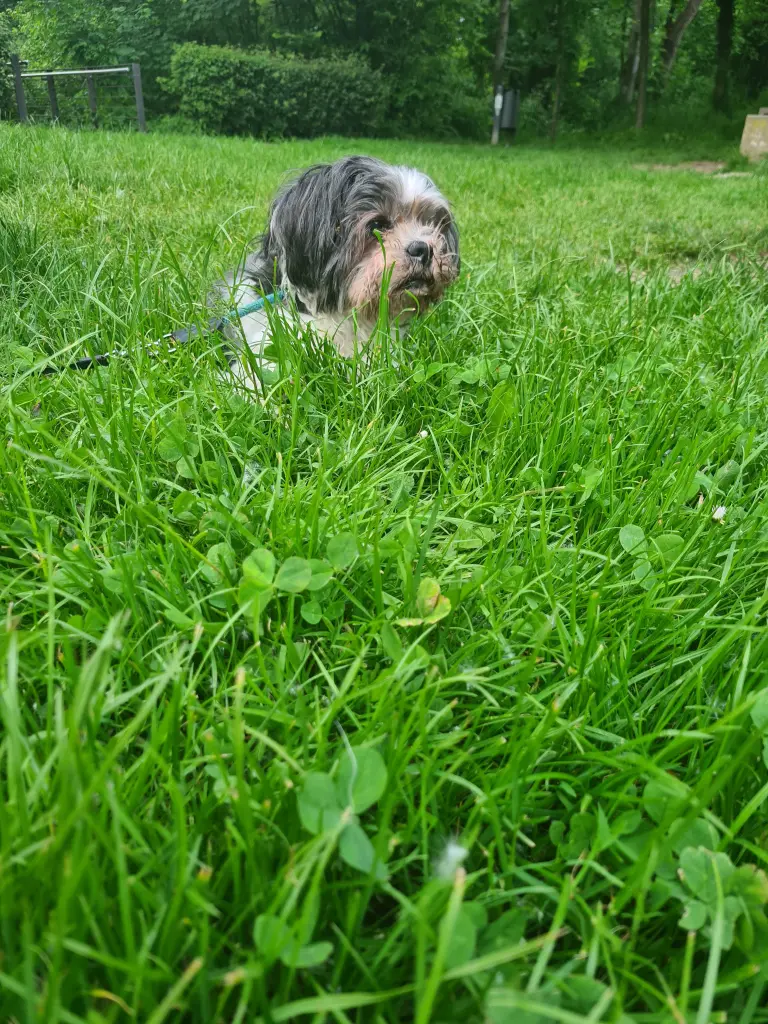 Image from Gismo