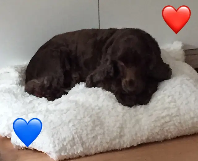 Condolence image of Kerstin mit Linus im ❤️
