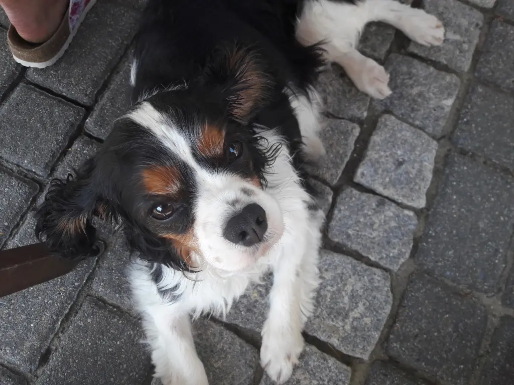 Image from Ronja