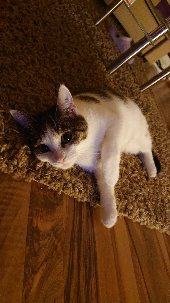 Image from Nala