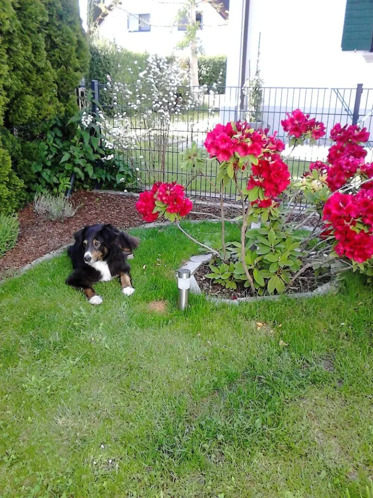 Condolence image of Renate mit Artax"Bubele" tief im Herzen
