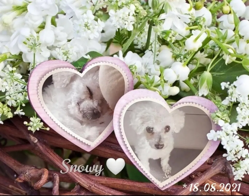 Condolence image of Gaby mit Snowy *im Herzen