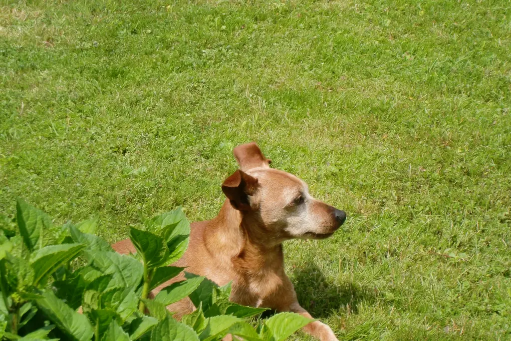 Andachtsbild von Jutta