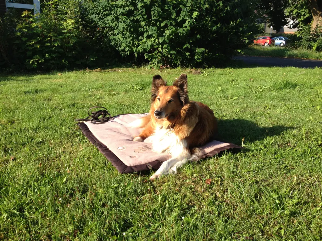 Andachtsbild von Katharina mit Merle im  Herzen