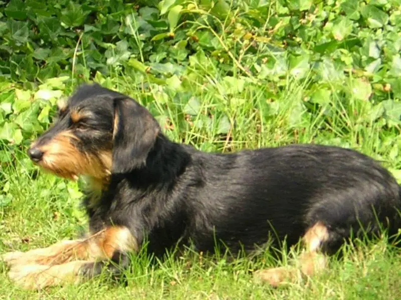 Image from BINE