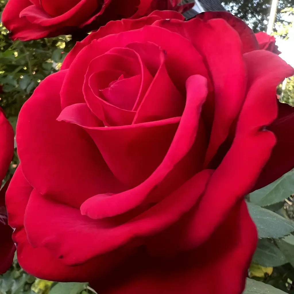 Condolence image of Brigitta