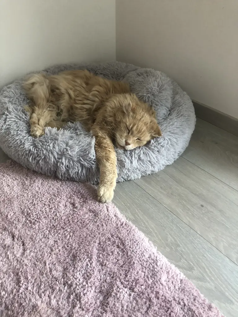 Image from Garfield