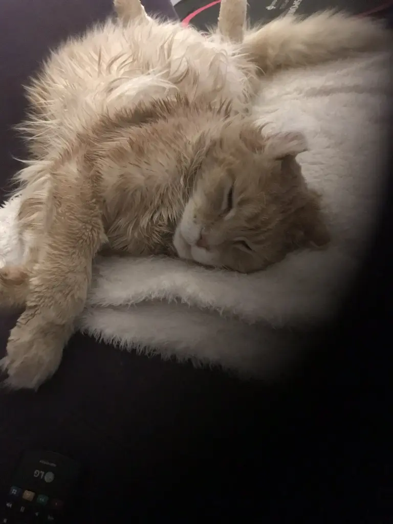 Image from Garfield