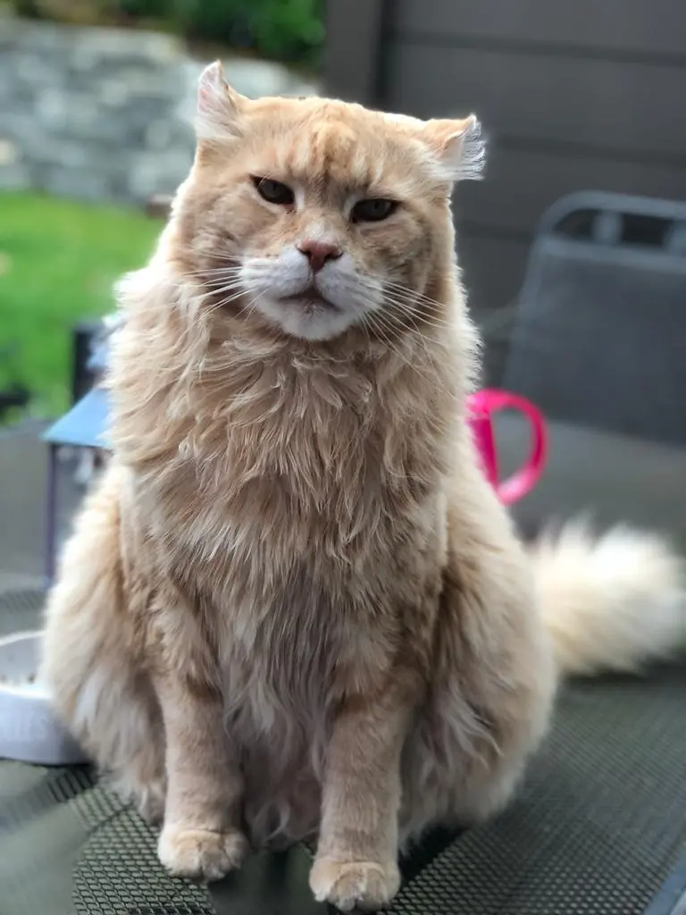 Image from Garfield