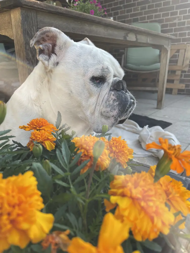 Image from Pancho