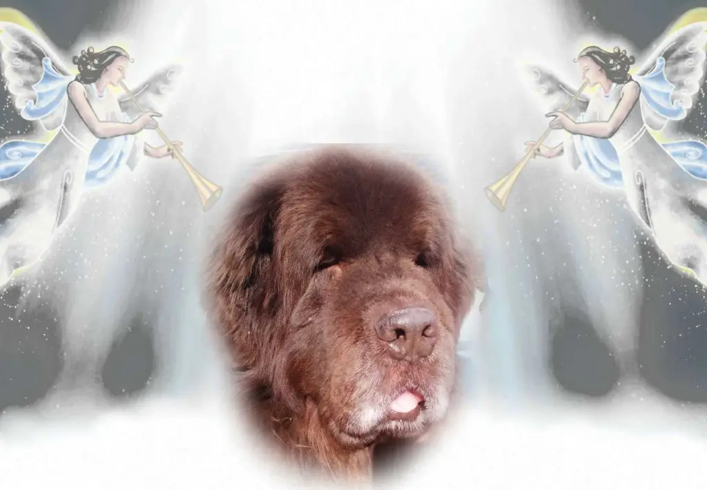 Condolence image of Beate Maria