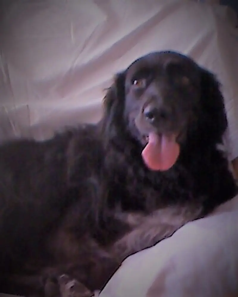 Condolence image of Elli