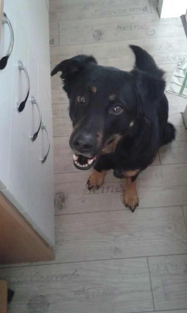 Image from Lilli