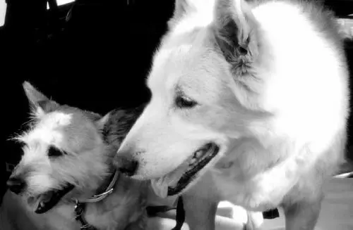 Image from INUK & ROSA