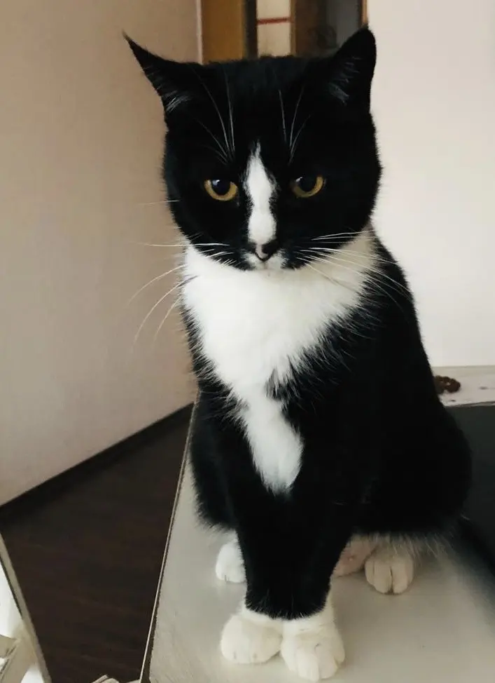 Andachtsbild von Rinaldo