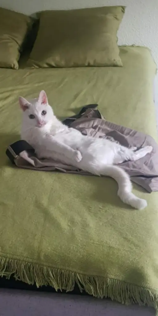 Andachtsbild von Anja&Carsten mit Spot-Simba im Herzen