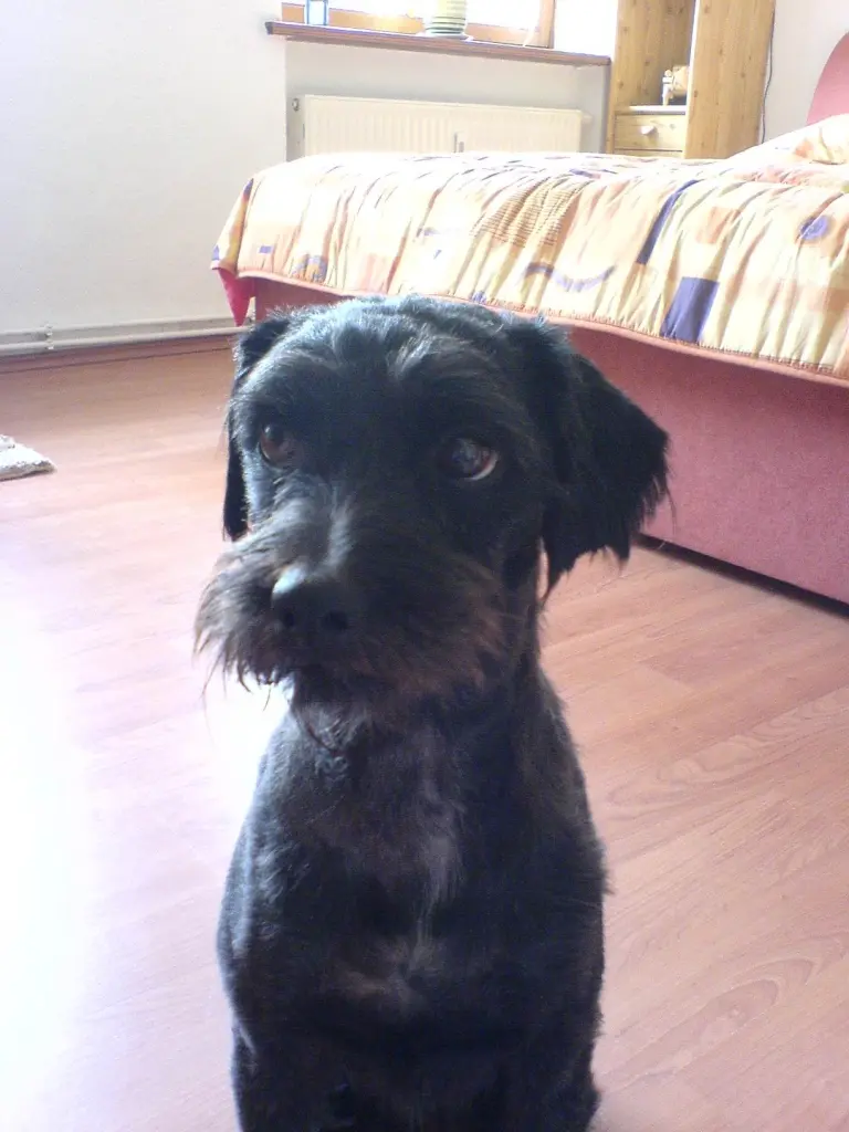 Image from Negra