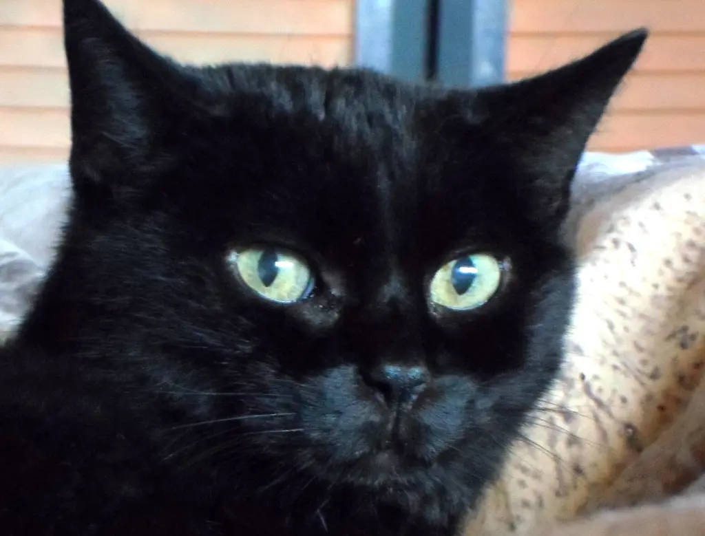 Bild von Mrs. Murphy