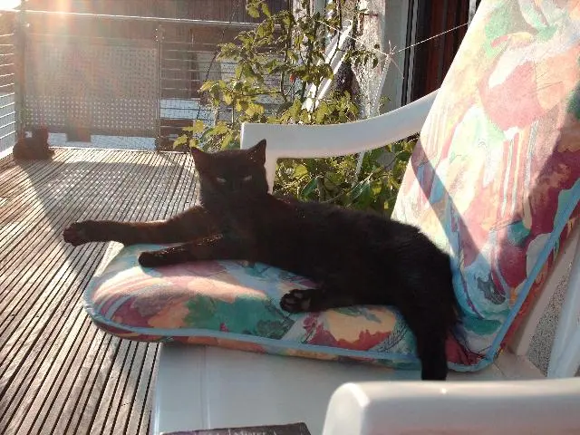 Bild von Mrs. Murphy