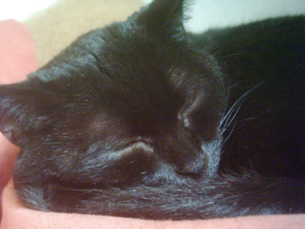 Bild von Mrs. Murphy