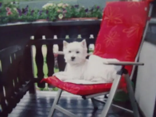 Bild von Bobby