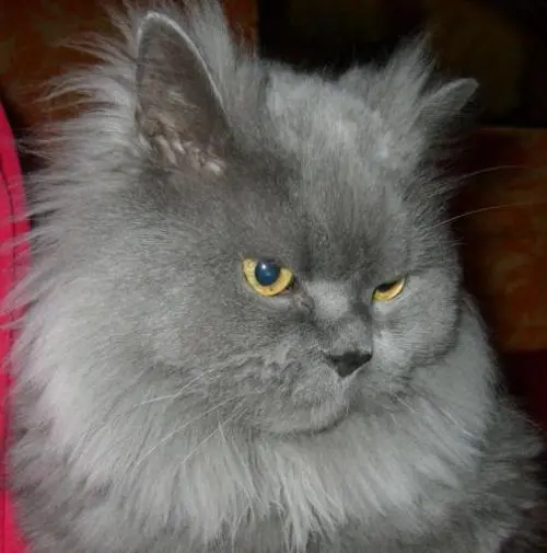 Image from SUGAR - Emperor and God