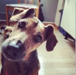 Image from Doggy