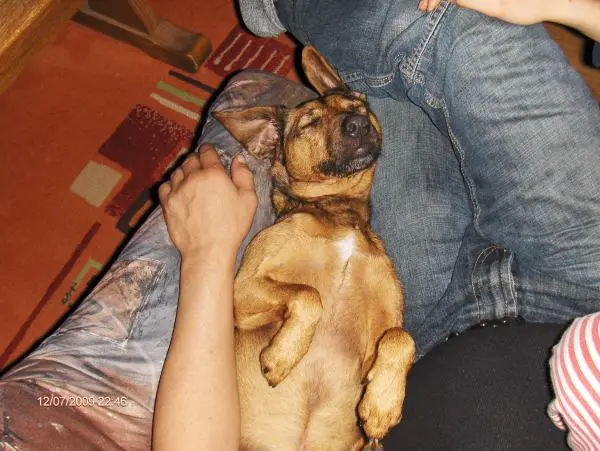 Image from Doggy