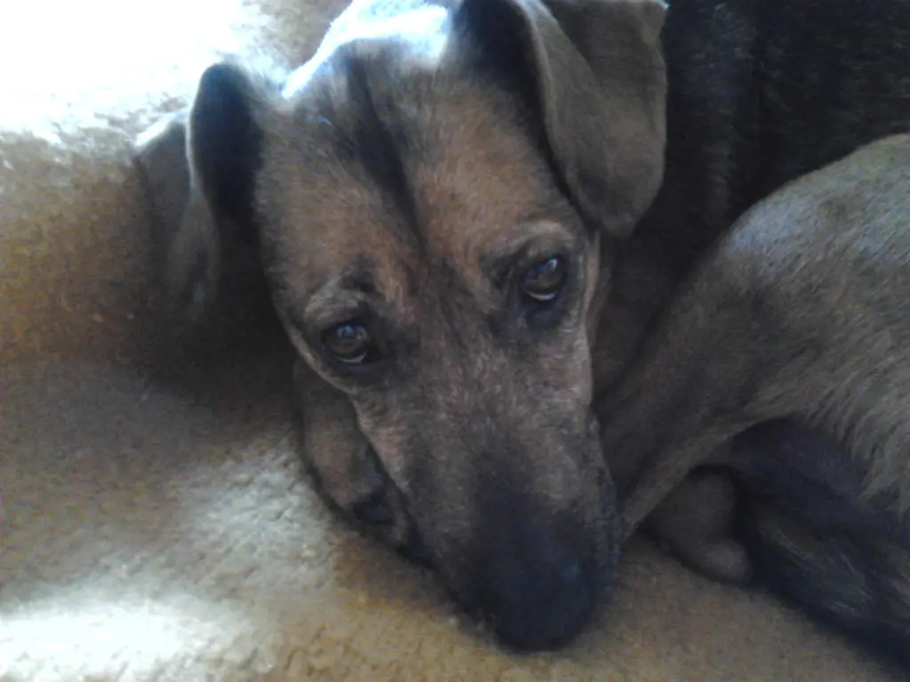 Image from Doggy