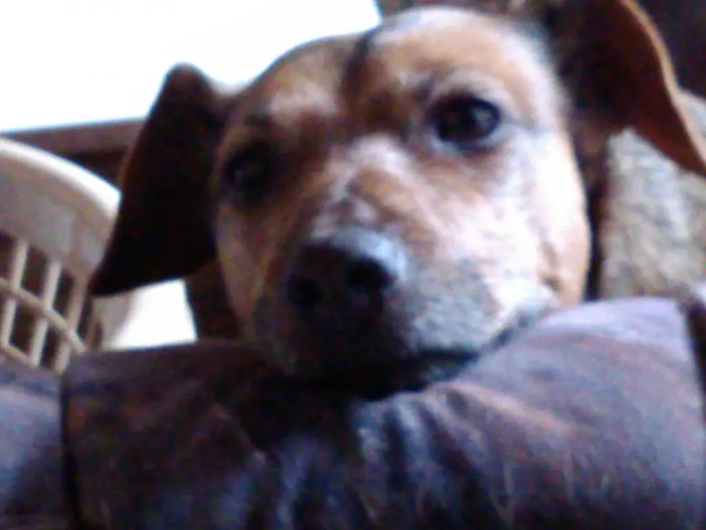 Image from Doggy