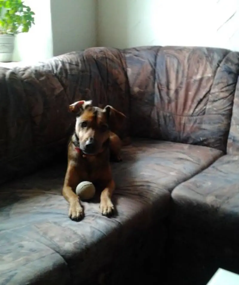 Image from Doggy