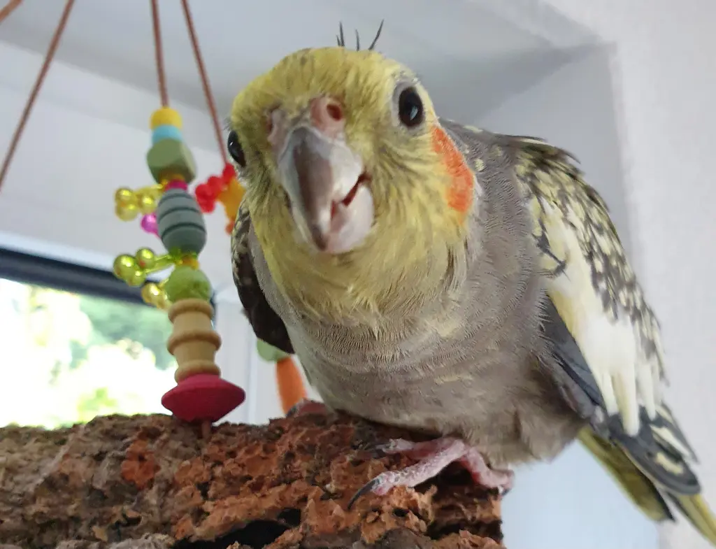 Andachtsbild von Sarah 