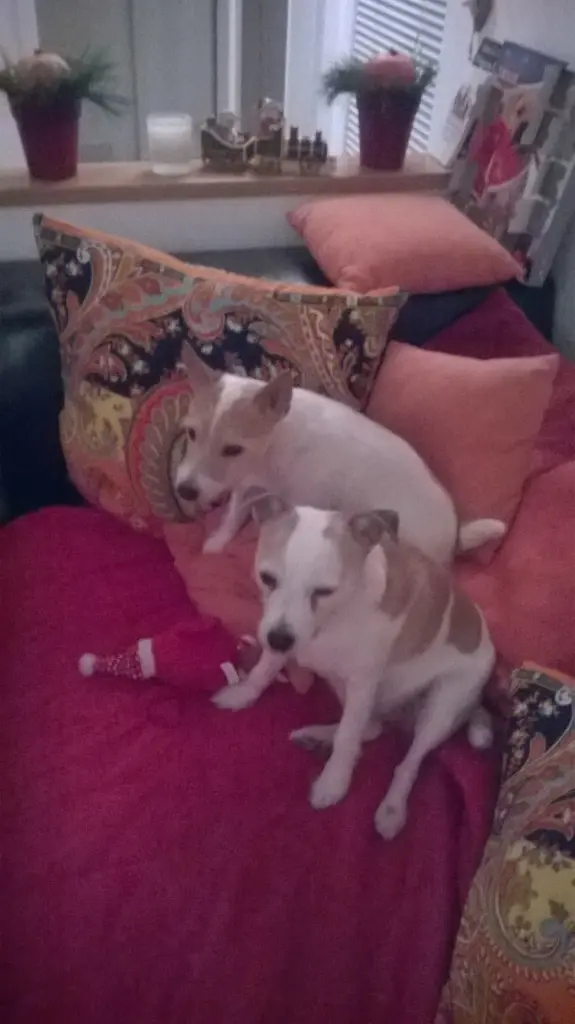 Condolence image of Petra mit Pebbels und den Dottie's im Herzen