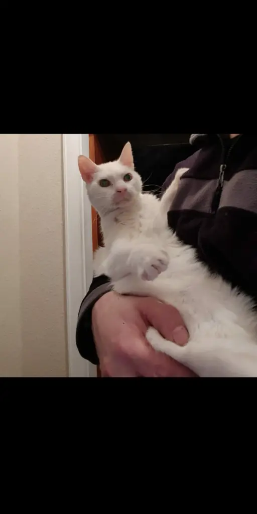 Andachtsbild von Anja&Carsten mit Spot-Simba im Herzen