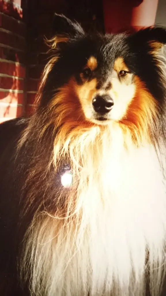 Image from Bandit