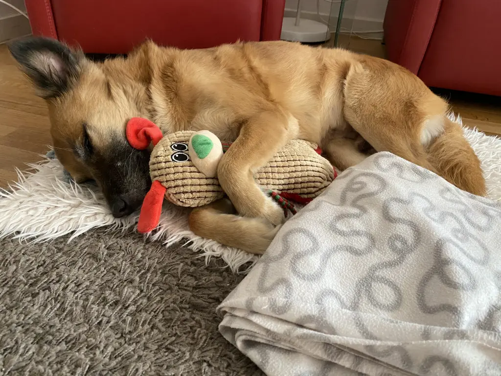 Andachtsbild von Amrita Donny‘s Best Friend