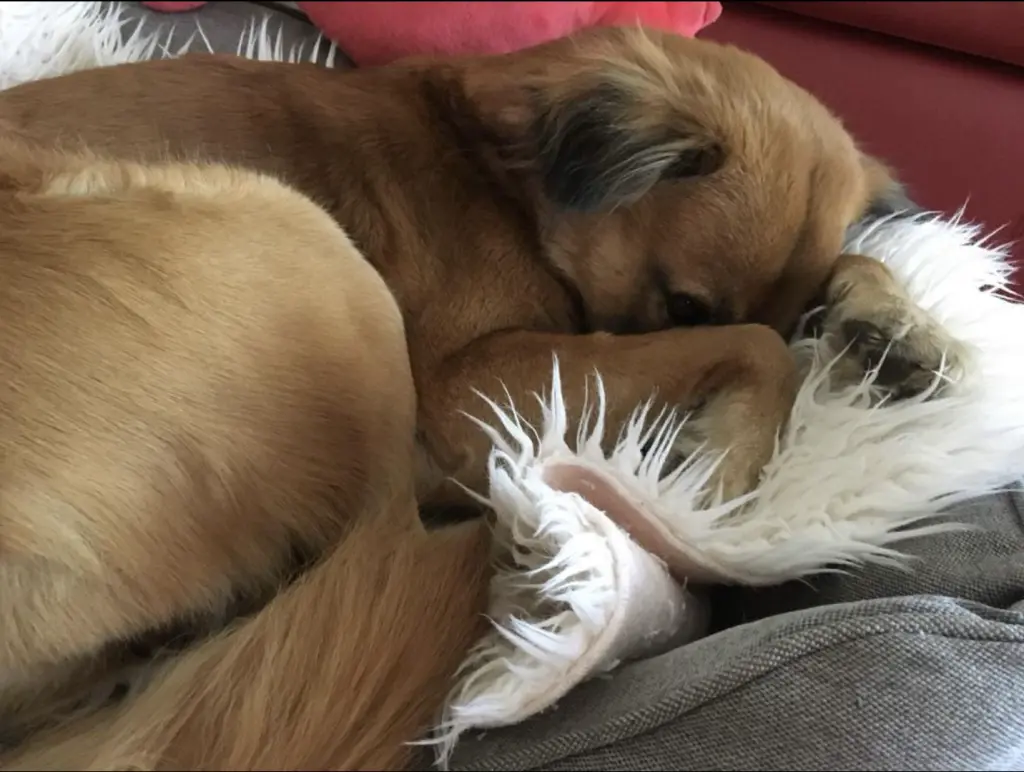Andachtsbild von Amrita Donny's Best Friend