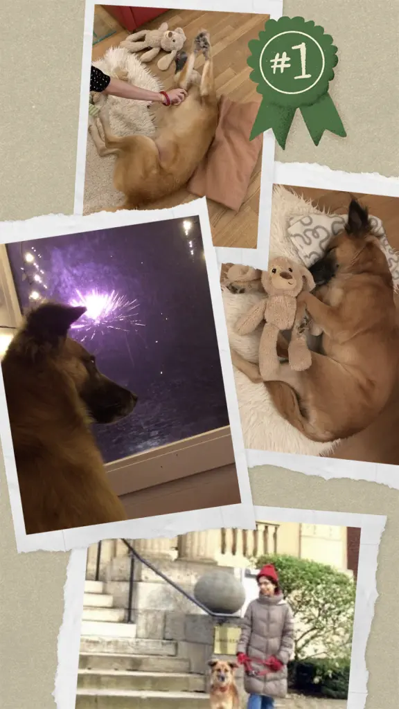Andachtsbild von Amrita Donny‘s Best Friend