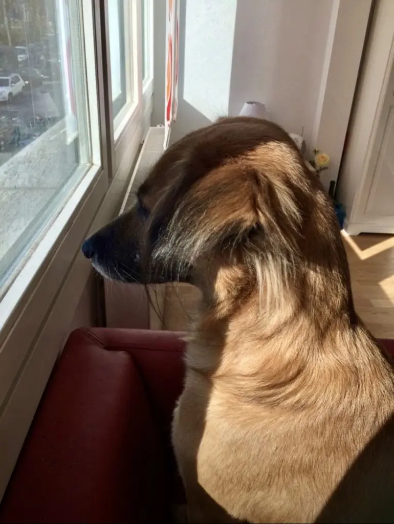 Andachtsbild von Amrita Donny’s Best Friend