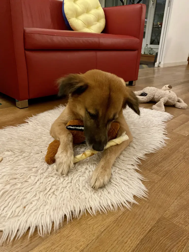 Andachtsbild von Amrita Donny's Best Friend