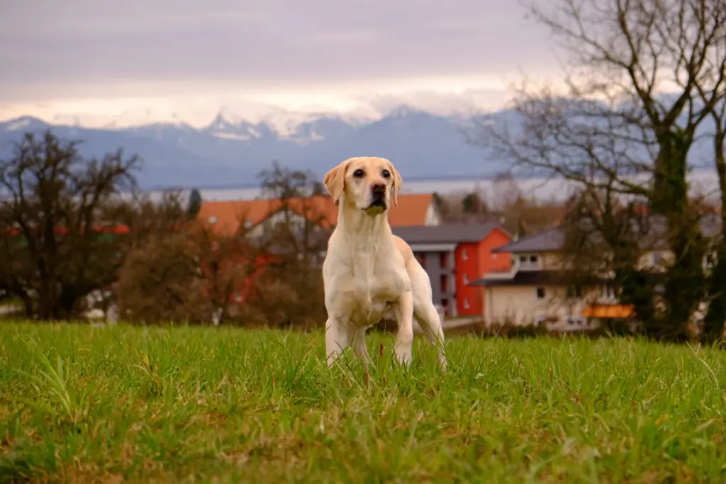 Andachtsbild von Christine Schindler