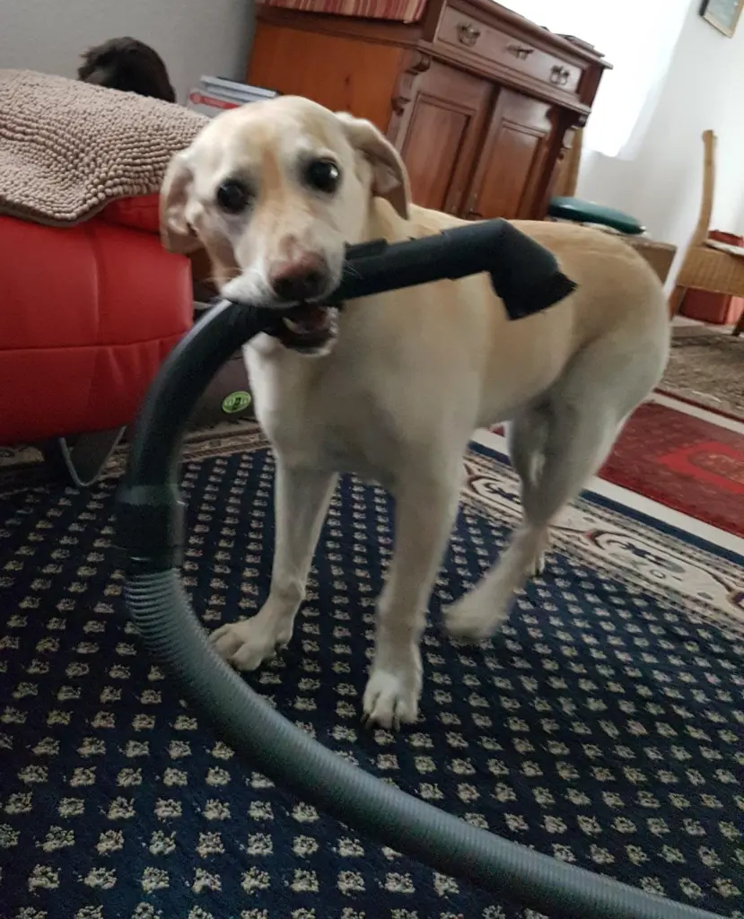 Andachtsbild von Christine