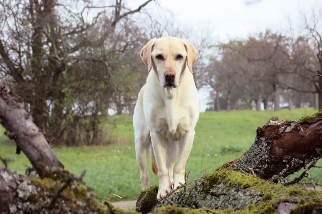 Andachtsbild von Christine